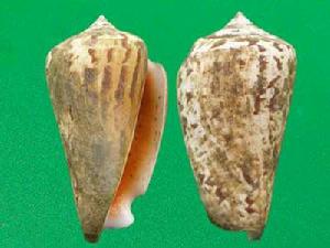 白嬌鳳凰螺 白嬌鳳凰螺