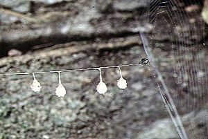 球體蛛科 球體蛛科