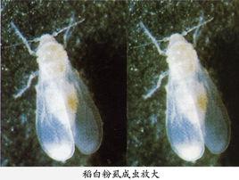水稻白粉虱 水稻白粉虱