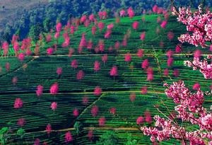 南澗縣生態茶園