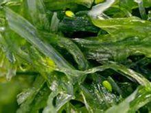 海藻菜
