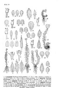 光花梗虎耳草 光花梗虎耳草