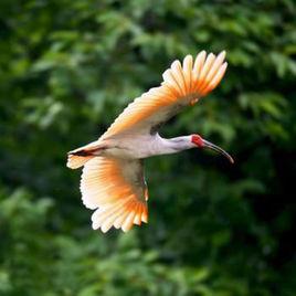 朱䴉華華 朱䴉華華