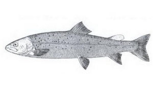 重口裂腹魚 重口裂腹魚