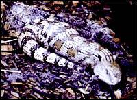 魯德島石龍子 魯德島石龍子