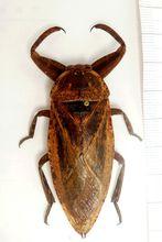 Lethocerus deyrollei