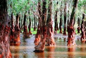 東寨紅樹林 東寨紅樹林