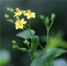 短柄小連翹 短柄小連翹