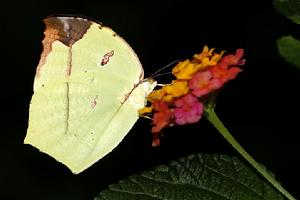 檀方粉蝶 檀方粉蝶