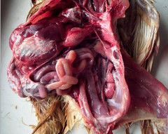 聚醚類抗球蟲藥中毒——病禽剖解