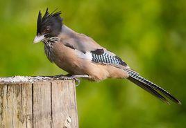 中國鳥類區系 中國鳥類區系
