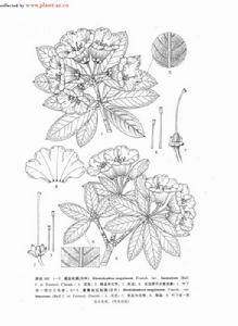 紫血杜鵑 紫血杜鵑