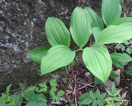 毛筒玉竹 毛筒玉竹