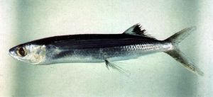 背斑燕鰩魚