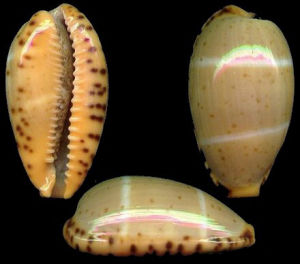 帝汶雙線寶螺 帝汶雙線寶螺