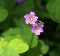 紫花酢漿草 紫花酢漿草