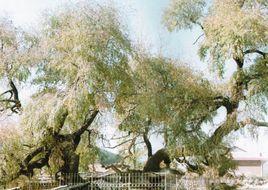 九龍蟠楊樹 九龍蟠楊樹