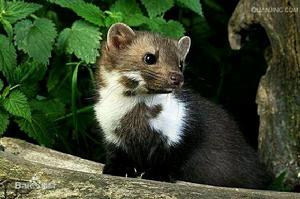 夜晚出現的石貂