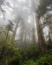 深山老林 深山老林