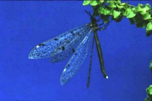 中華東蟻蛉 中華東蟻蛉