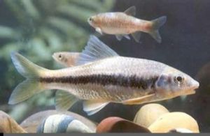 紋尾盆唇魚 紋尾盆唇魚