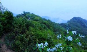 秦嶺藤白前 秦嶺藤白前