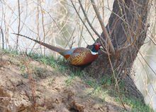 雉雞撒馬爾罕亞種 雉雞撒馬爾罕亞種