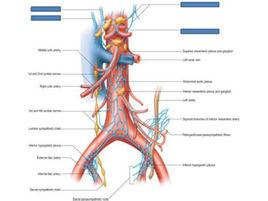 頸外側深淋巴結 頸外側深淋巴結