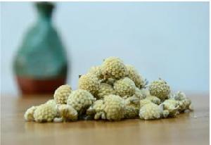 結香花[桃金孃目瑞香科植物]