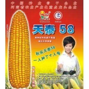 天泰58號 天泰58號