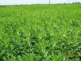 芝麻高產栽培 芝麻高產栽培