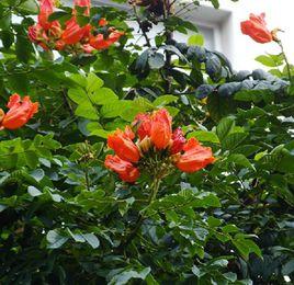 火焰花[爵床科植物]