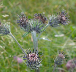 小五台山風毛菊 小五台山風毛菊