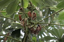 蟻棲樹科 蟻棲樹科