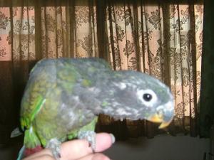 麥瑟米倫氏鸚鵡