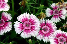 五寸石竹 五寸石竹