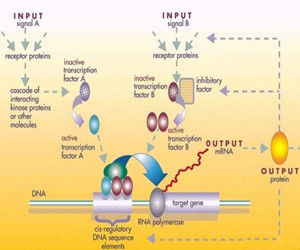 基因表達調控 基因表達調控