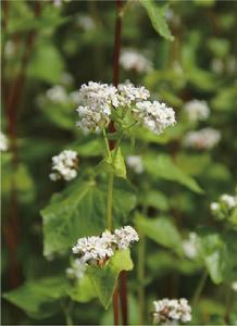 八宿蕎麥 八宿蕎麥