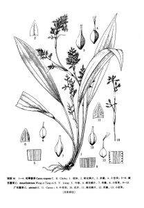 廣東薹草 廣東薹草