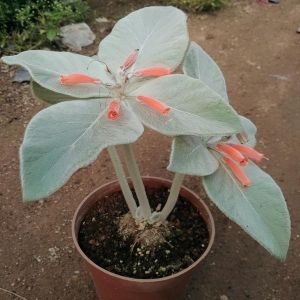 斷崖女王 斷崖女王