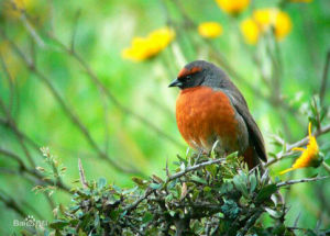 棕胸歌鵐 棕胸歌鵐