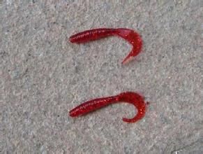 單杯蟲屬 單杯蟲屬