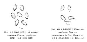 卵孢黑腹菌狹孢變種