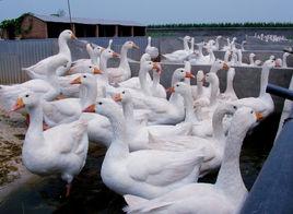 北平皋村 北平皋村