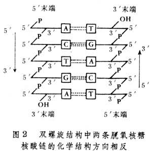 脫氧核糖核酸雙螺旋