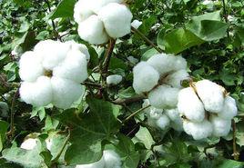 中棉所46號 中棉所46號