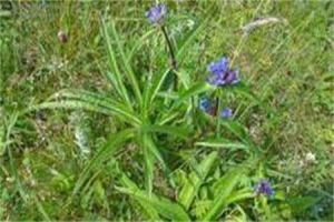 大花秦艽 大花秦艽