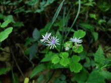 唐松草圖片欣賞