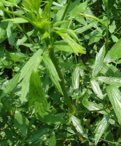 硬水黃連 硬水黃連