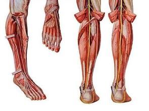 脛後神經損傷 脛後神經損傷